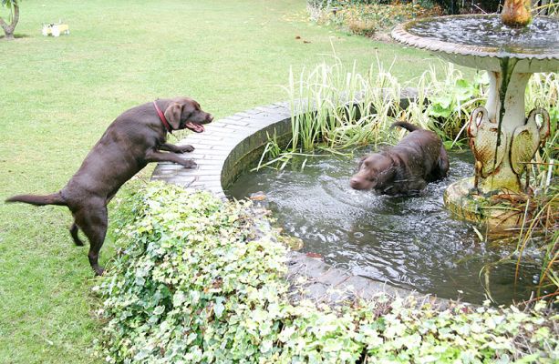 Holly Watching Branston in the Fountain
Keywords: Holly Branston Chocolate Labrador dog hotel dog kennel Lucies Farm