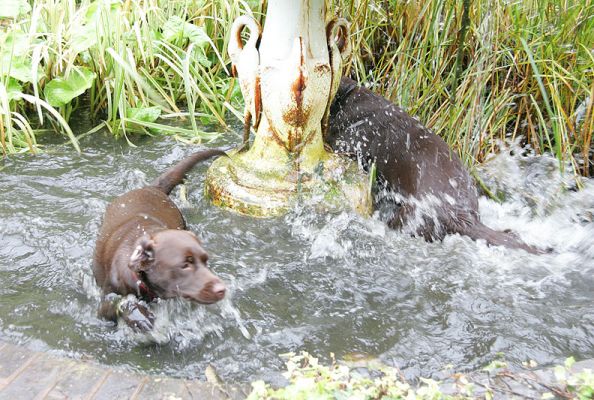 Holly and Branston in the Fountain
Schlüsselwörter: Holly Branston Chocolate Labrador dog hotel dog boarding Lucies Farm