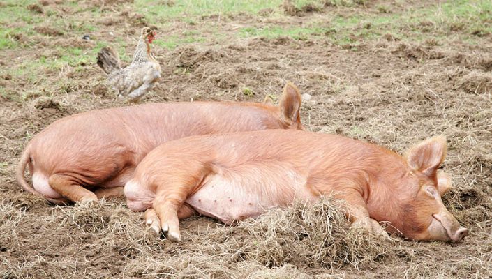 Resting Tamworth Pigs
With a chicken keeping watch over the sleeping pigs.
Ключові слова: Tamworth pigs chicken Lucies Farm kurobuta