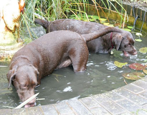 Branston and Holly in the Fountain
Labradors love water...!
Keywords: Branston Holly Chocolate Labrador fountain dog kennel boarding Lucies Farm