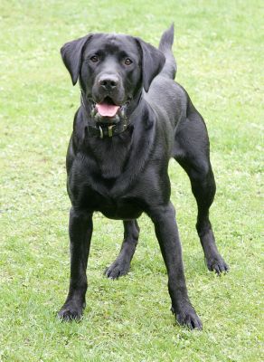 Buddy Waiting for The Ball
Keywords: Buddy Black Labrador ball Lucies Farm dog hotel dog kennel dog boarding