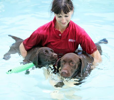 Holly and Branston Having A Swim
Palabras clave: Holly Branston Chocolate Labrador swimming dog canine hydrotherapy Marjorie Ritz Canine
