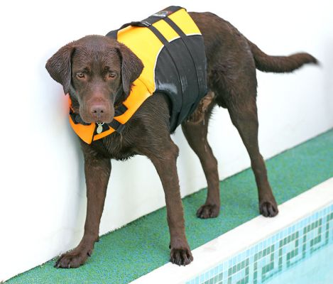 Branston In His Life Jacket
Branston looking very swish in his doggie life jacket.
Palabras clave: Branston Chocolate Labrador canine life jacket dog life jacket dog swimming Ritz Canine