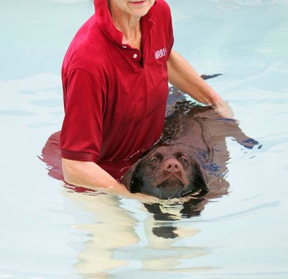 Holly Having A Swim
Anahtar kelimeler: Holly Chocolate Labrador dog swimming canine hydrotherapy Ritz Canine pool
