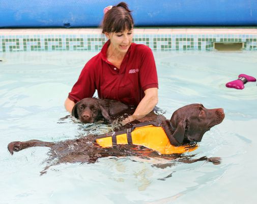 Marjorie, Holly, and Branston
Marjorie was swimming with Holly, but Branston didn't want to wait his turn.  So he jumped in the pool and had a good swim around.
Keywords: Holly Branston Chocolate Labrador dog swimming canine hydrotherapy Ritz Canine Marjorie