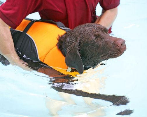 Branston Having A Swim
The warm water (88 degrees F) is more like bath water, and has really relaxed Branston.
Ключевые слова: Branston swimming dog bath water Chocolate Labrador Ritz Canine hydrotherapy