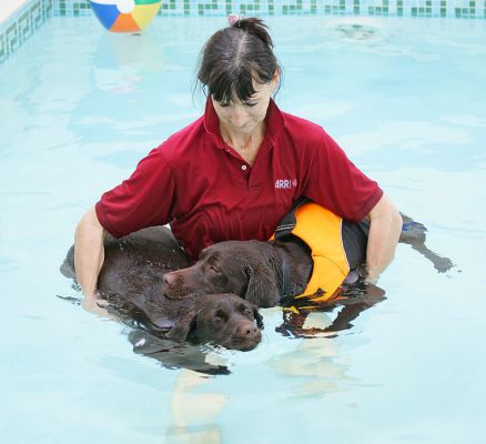 Holly and Branston Swimming Together
Keywords: Holly Branston Chocolate Labrador swimming dog canine hydrotherapy Ritz Canine Marjorie
