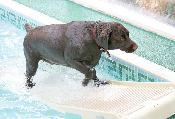 Holly Coming Up the PetRamp
Keywords: Holly Chocolate Labrador PetRamp dog swimming canine hydrotherapy Ritz Canine