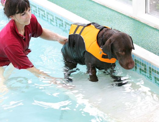 Branson Coming Up the PetRamp
Keywords: Branston Chocolate Labrador PetRamp dog swimming canine hydrotherapy Ritz Canine