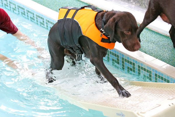 Branston Coming Up The PetRamp
Looking quite smart in his doggie life jacket.
Keywords: Branston dog life jacket PetRamp canine hydrotherapy dog swimming Chocolate Labrador Ritz Canine