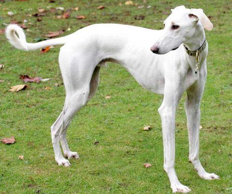 Faroh the Lurcher
My gosh, can Faroh m--o--v--e.  Guess that's why he has those long, long legs.
Anahtar kelimeler: Farhoh lurcher long legs dog hotel dog kennel dog boarding Lucies Farm