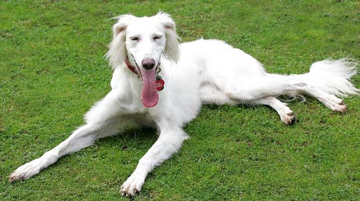 Tia the Saluki
Palabras clave: Tia Saluki dog hotel dog kennel dog boarding Lucies Farm