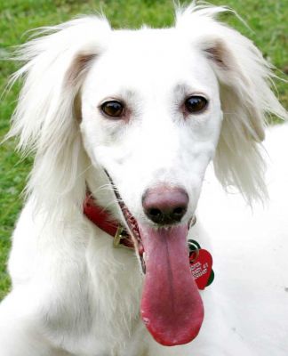 Tia the Saluki
With a very long tongue.
Palabras clave: Tia saluki tongue dog hotel dog boarding dog kennel Lucies Farm