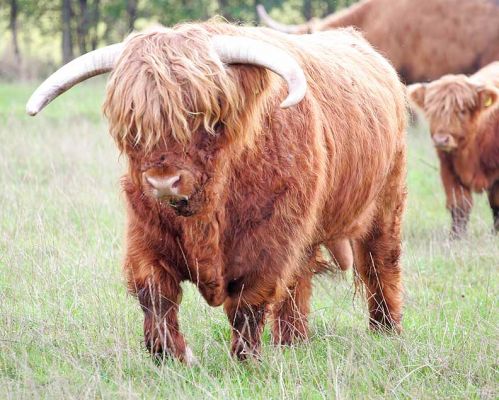 Lord Rannoch of Lucies
Quite happy at the fact that six Highland ladies were delivered to his field.  Like a kid in a candy shop --- or is it a bull in a China shop?
الكلمات الإستدلالية(لتسهيل البحث): Lord Rannoch of Luices Birchfields Highland bull Highland cattle