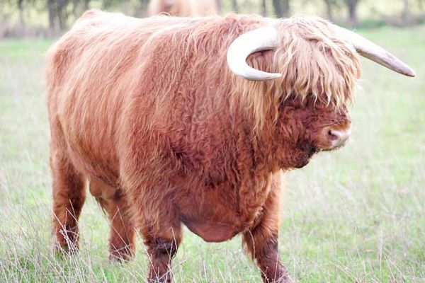 Lord Rannoch of Lucies
Birchfields 2 on the morning of 23 Oct 2005.
Keywords: Lord Rannoch of Lucies Highland bull Highland cattle Birchfields