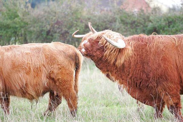 Lord Rannoch and a Lady Friend
We just moved the ladies from Birchfields 1 down the little road to Birchfields 2.  Rannoch was delighted to make their acquaintances, again, in a Highland bull sort of way.
Ключові слова: Lord Rannoch of Lucies Highland bull Birchfields Highland cattle Lucies Farm