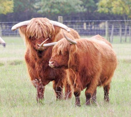 Lord Rannoch of Lucies and Neonag 1st of Brucefield
The ladies were just put back with Rannoch today (23 Oct 05), so Rannoch is seeing if he still has his charm with the ladies.
Schlüsselwörter: Lord Rannoch of Lucies Neonag 1st of Brucefield Lucies Farm Highland cattle Highland bull