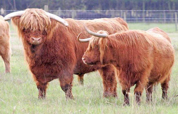 Lord Rannoch of Lucies with a Lady Friend
Lord Rannoch giving Neonag 1st of Brucefield in chat-up line.
Anahtar kelimeler: Lord Rannoch of Lucies Highland cattle Highland bull Birchfields