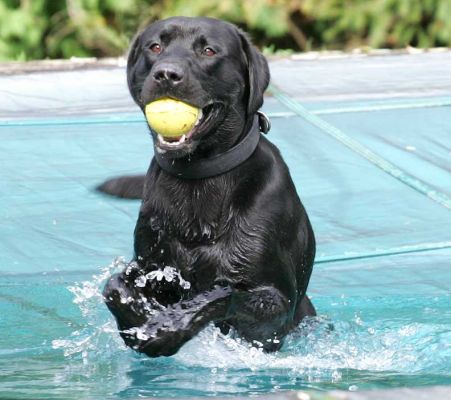 Buddy emerging from the pool after a cool down
Ключови думи: Buddy Black Labrador ball pool