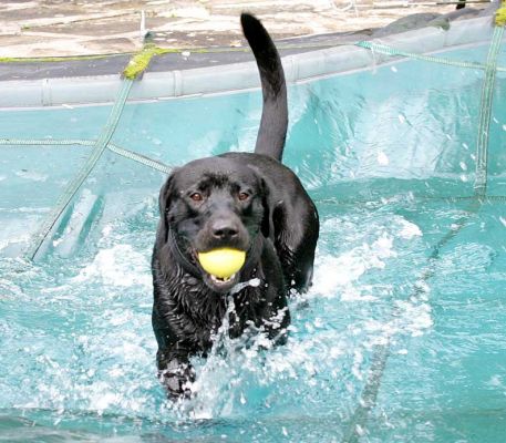 Buddy making a splash
Trefwoorden: Buddy ball Black Labrador splash pool