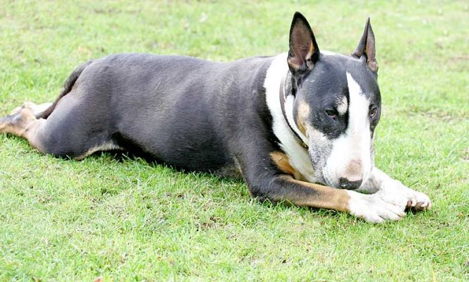 Tapa Chewing on a Ball
We keep telling Tapa that the idea is to chase the ball, but he's a Bull Terrier.  Chewing it is much more fun.
Schlüsselwörter: Tapa English bull terrier chewing ball