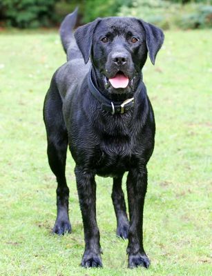 Buddy waiting for the action to begin
Ključne besede: Buddy action Black Labrador Lucies Farm luxury dog hotel