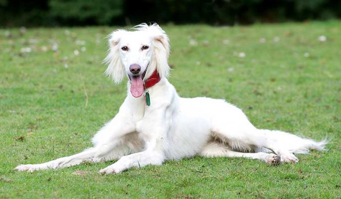 Tia Posing on the Lawn
Tia is a Saluki.
الكلمات الإستدلالية(لتسهيل البحث): Tia Saluki posing on lawn Lucies Farm dog hotel dog kennel dog boarding