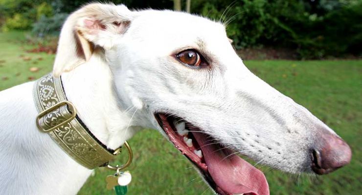 Faroh the Lurcher
Keywords: Faroh lurcher dog Lucies Farm dog kennel dog hotel dog boarding