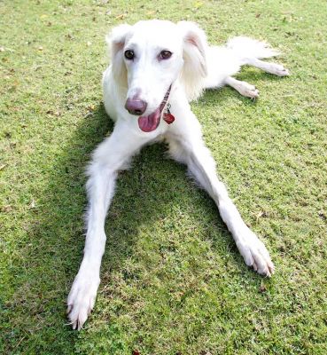 Tia the Saluki
Schlüsselwörter: Tia Saluki dog Lucies Farm dog kennel dog boarding dog hotel
