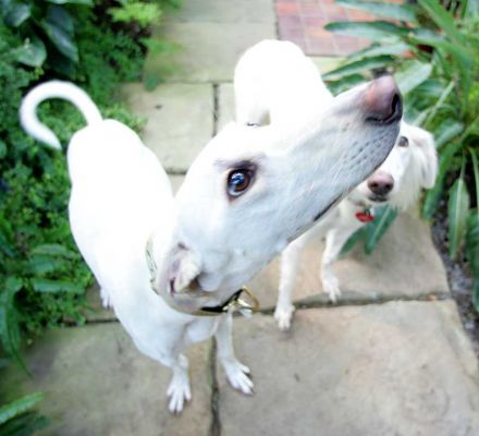 Faroh in the Foreground, Tia in the Background
Palabras clave: Faroh lurcher Tia saluki dog hotel dog kennel dog boarding Lucies Farm