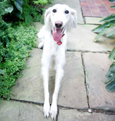 Tia
Posing for the camera in the Orchid House.
Anahtar kelimeler: Tia Saluki Lucies Farm orchid house dog hotel dog kennel dog boarding
