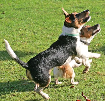 Jake and Sally Waiting for Marjorie To Throw The Ball
Poised and ready to pounce . . .
Ключові слова: Jake Sally Jack Russell terriers ball playing pounce catch dog kennel dog boarding Lucies Farm