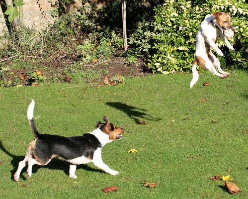 Sally Doing A Mid-Air Catch
As Jake watches, ready to go airborne himself.
Ключові слова: Sally Jake Jack Russell terriers catch fetch ball playing dog hotel dog kennel dog boarding