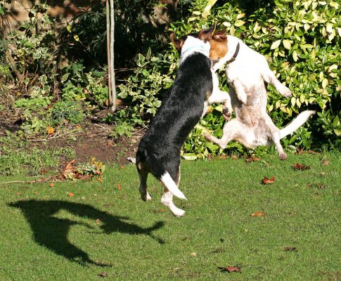 Jake and Sally In A Mid-Air Ballet
Two Jack Russells chasing the same ball.
Keywords: Jake Sally Jack Russell dog canine ball catch fetch Lucies Farm dog kennel dog resort