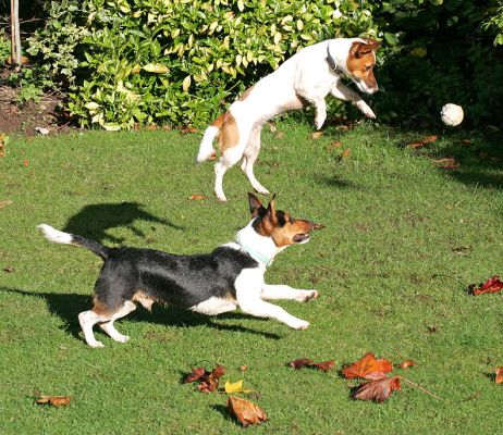 Jake and Sally Playing Catch
In the airborne Jack Russell manner of playing catch.
Keywords: Jake Sally Jack Russell airborne catch fetch ball Lucies Farm dog