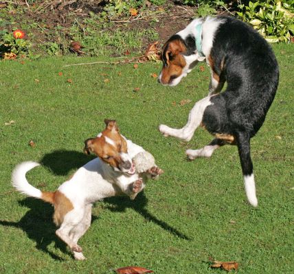 Sally Gets the Ball
. . . and Jake does a mid-air turn.
Ключові слова: Jake Sally Jack Russell dogs canine ball catch fetch dog boarding dog kennel Lucies Farm