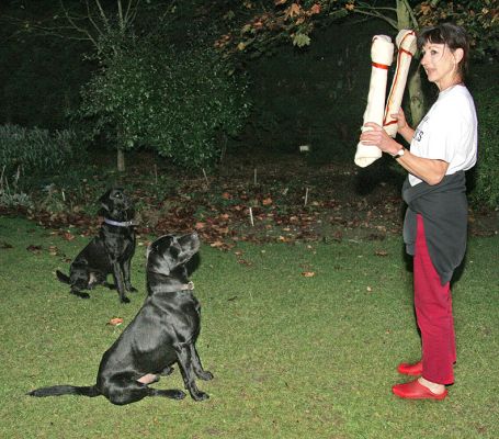 Harvey & Buddy awaiting their BIG surprise - giant rawhide bones
Λέξεις-κλειδιά: Harvey Buddy Black Labrador rawhide bone