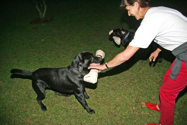 Harvey & Buddy receiving their giant rawhide bones
Keywords: Harvey Buddy Black Labrador giant rawhide bones