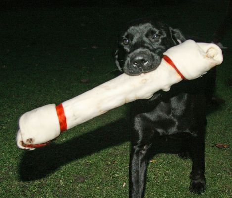 This is almost as big as me!
Keywords: Harvey Buddy Black Labrador giant rawhide bone