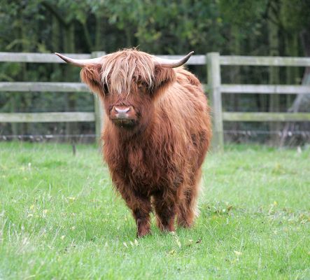UK302940 200038 born 4 Feb 2003
To view her pedigree, please [url=http://www.hawaiistar.net/cgi-bin/geneal.pl?op=tree&index=532&gens=5&db=lucies_farm_pedigrees.dbw]click here[/url].
Keywords: UK302940200038 Highland cow Highland cattle