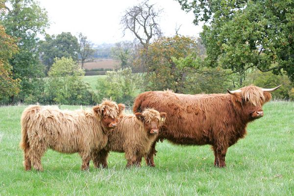 UK302940 200038 born 4 Feb 03
To view the pedigree of the cow, UK302940 200038, please [url=http://www.hawaiistar.net/cgi-bin/geneal.pl?op=tree&index=532&gens=5&db=lucies_farm_pedigrees.dbw]click here[/url].  Photographed at Bredons Norton on 5 Nov 05, before Mom was separated from her calf.  I suspect she was at the stage where she was pleased to say good-bye.
Schlüsselwörter: UK302940200038 Highland cattle Highland cow calf Bredons Norton