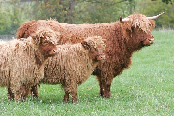 UK302940200038 with Calves
Photographed at Bredons Norton, 5 November 05, just before we rounded up the older cow to bring her back to Lucies Farm.
Ключові слова: UK302940200038 Highland cattle calves Bredons Norton Lucies Farm