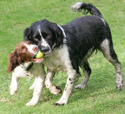 It's mine, no it's mine!
Ключові слова: Rio Jake liver white black Springer Spaniel ball