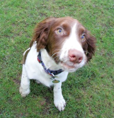 Rio looking so cute!!
Anahtar kelimeler: Rio liver white Springer Spaniel cute