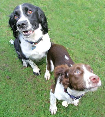 Jake & Rio cookie watching
Keywords: Jake Rio black white liver Springer Spaniel cookie