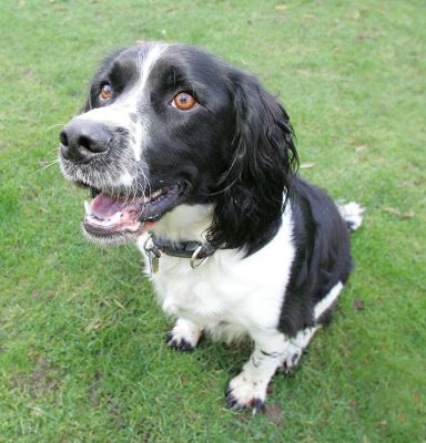 Wide-eyed Jake
Keywords: Jake Springer Spaniel black white