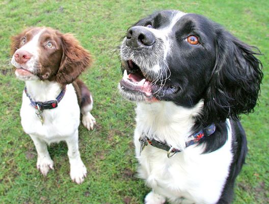 Please give me that cookie
Λέξεις-κλειδιά: Jake Rio Springer Spaniel black white liver tan cookie