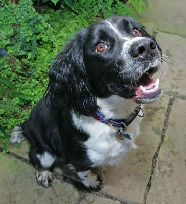 Jake perfectly poised to receive cookie
Ключови думи: Jake black white Springer Spaniel cookie