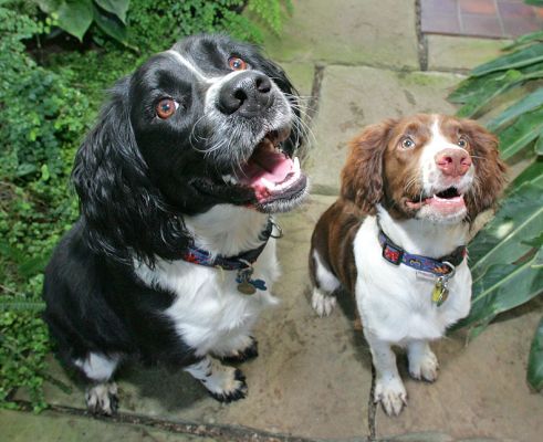 Rio says "I can do that too"
Keywords: Jake Rio Springer Spaniel tan white black cookie