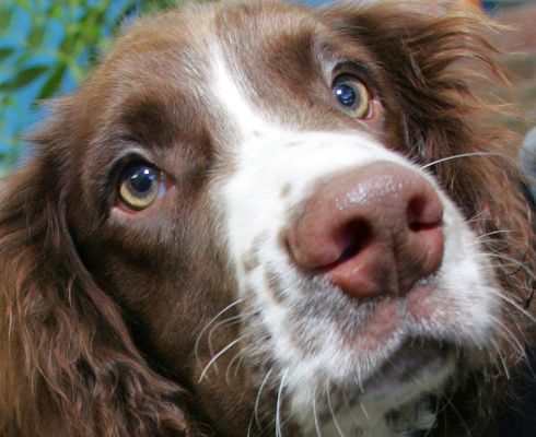 If I look this cute, will you give me that cookie?
Ключові слова: Rio liver white tan Springer Spaniel cookie cute